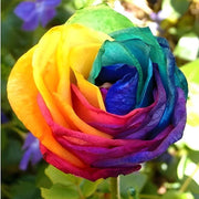 Yellow Rainbow Rosa Seeds