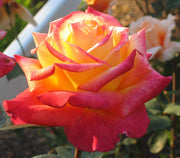 Yellow Red Climbing Rosa spp. Seeds