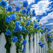 Sky Blue Rosa spp. Seeds