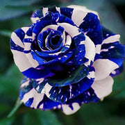 Tiger Stripe Blue Rosa spp. Seeds