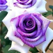 Violet White Rosa spp. Seeds