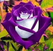 Violet White Rosa spp. Seeds