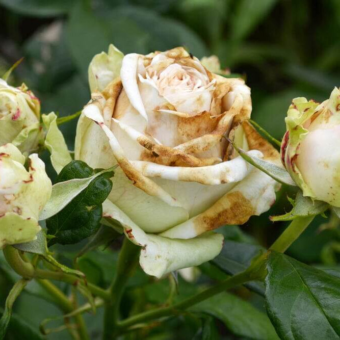 White & Brown Rosa spp. Seeds