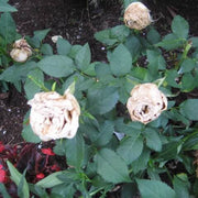 White & Brown Rosa spp. Seeds