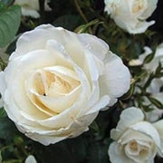 White Rose Rosa Seeds