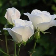 White Rose Rosa Seeds