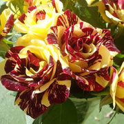 Yellow Maroon Rosa spp. Seeds