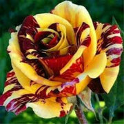 Yellow Maroon Rosa spp. Seeds