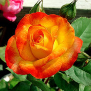 Yellow Red Climbing Rosa spp. Seeds