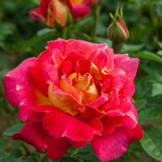 Yellow Red Climbing Rosa spp. Seeds