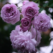 Light Purple Climbing Rosa spp. Seeds