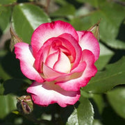 Pink Osiria Rosa spp. Seeds