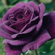 Purple Dragon Rosa spp. Seeds