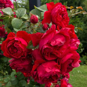 Red & Pink Climbing Rosa spp. Seeds