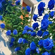 Sky Blue Rosa spp. Seeds