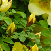 Golden Yellow Father Hugo's Rose Seeds