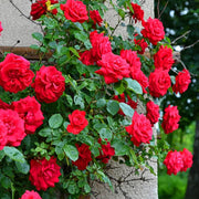 Red Rose Seeds