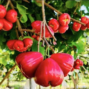 Rose Apple Seeds