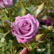 Climbing Blue Moon Rose Seeds