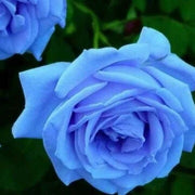 Blue Rose Seeds