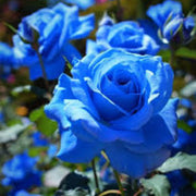 Blue Rose Seeds