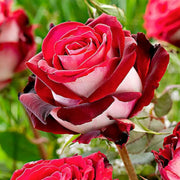 Rose Bush Love in a Mist Seeds
