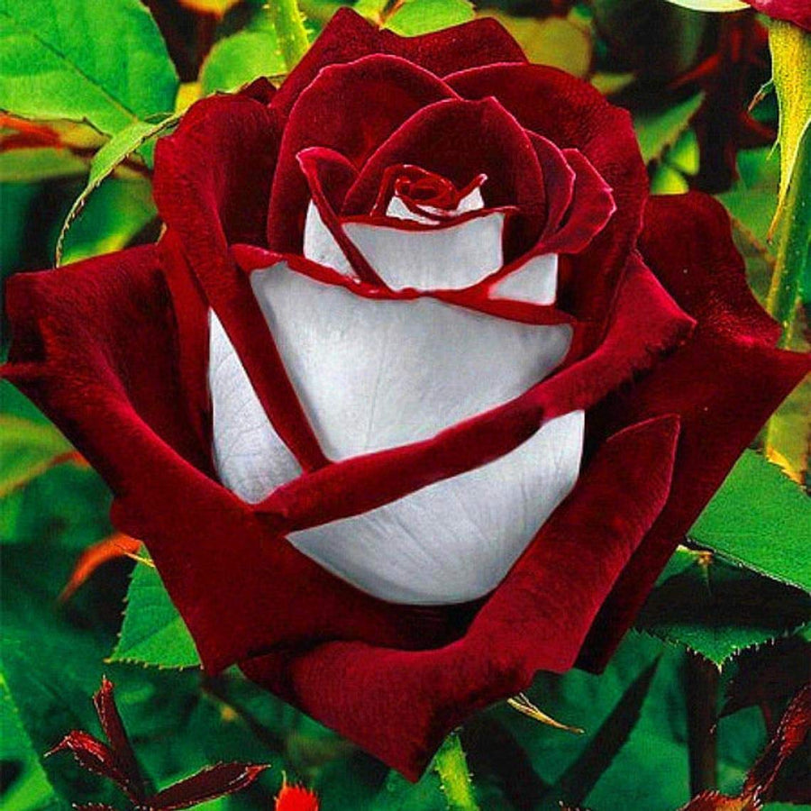 Rose Bush Love in a Mist Seeds