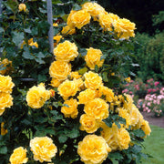 Bright Yellow Rose Seeds
