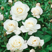 Climbing Iceberg Rose Seeds