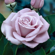 Climbing Blue Moon Rose Seeds