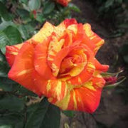Orange Rainbow Rose Seeds