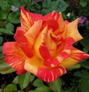 Orange Rainbow Rose Seeds
