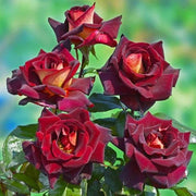 Dark Red Holland Rose Seeds