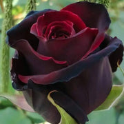 Dark Red Holland Rose Seeds