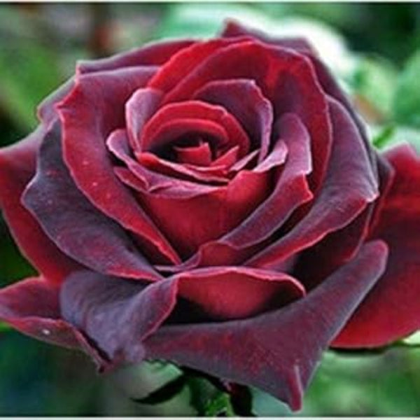 Maroon Rose Seeds