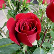 Maroon Rose Seeds