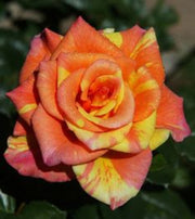 Orange Rainbow Rose Seeds