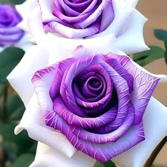 Violet Mix Rose Seeds