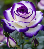 Violet Mix Rose Seeds