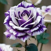 Violet Mix Rose Seeds