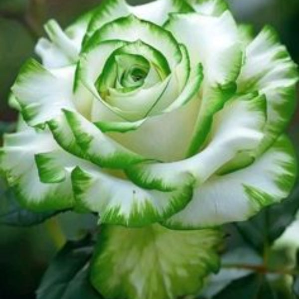 White Green Rose Seeds