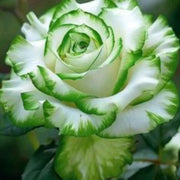 White Green Rose Seeds