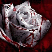 White Knight Rose Seeds