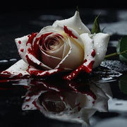 White Knight Rose Seeds