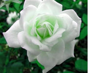 White Green Rose Seeds