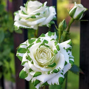 White Green Rose Seeds