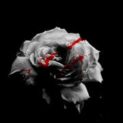 White Knight Rose Seeds