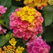 Rose & Lantana Seeds - All In One For Home Gardens