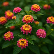 Rose & Lantana Seeds - Flower Plant