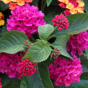 Rose & Lantana Seeds - Flower Plant